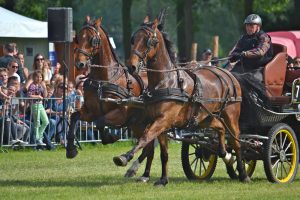 Dag van het Aangespannen Paard: meer dan alleen paarden