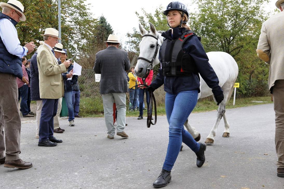 Schildau 2016: Horse Inspection