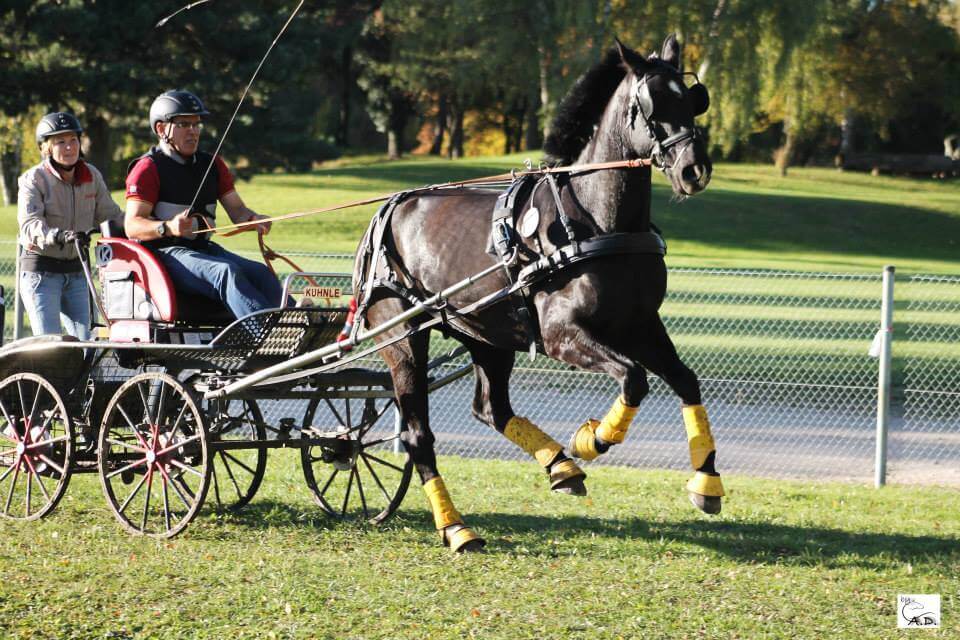 Edwin Kiefer startet mit Pony-Vierspänner in 2017