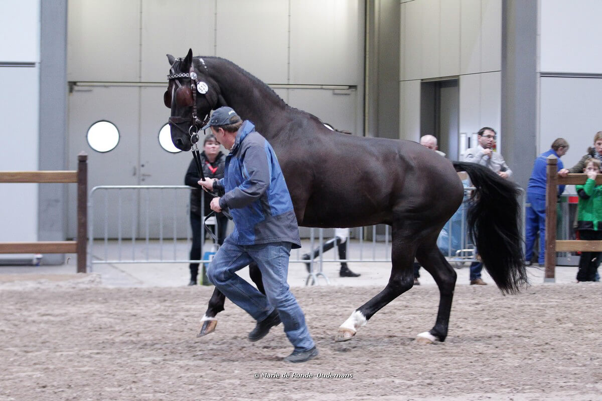 Leipzig 2017: horse inspection