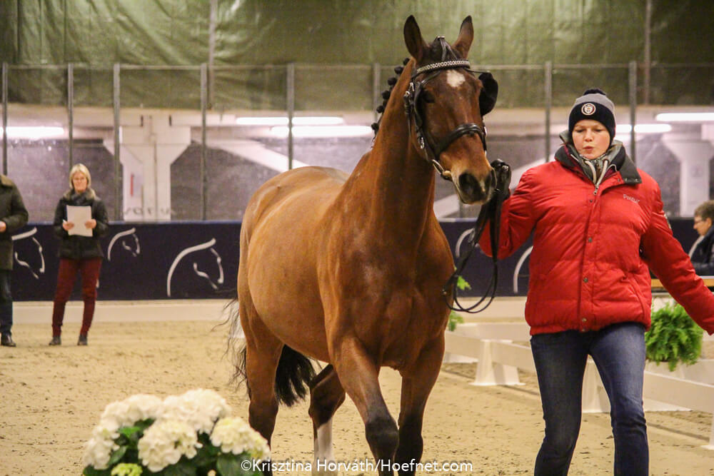 Gothenburg 2017: horse inspection