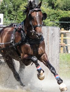 Weltmeisterschaft der Einspänner Pferde und Para-Fahren 2018 in Horst aan de Maas