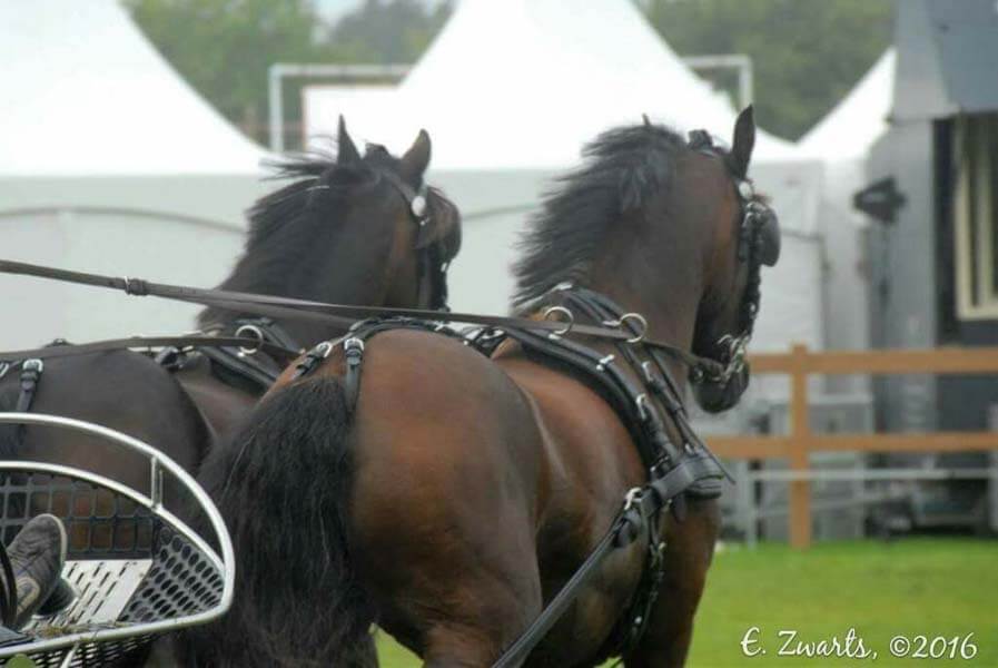 Ounce zuiger Allerlei soorten Te koop: Fijn allround pony 2span - hoefnet