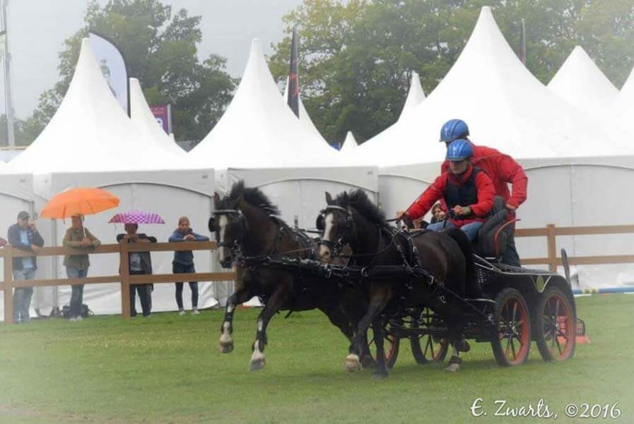 Ounce zuiger Allerlei soorten Te koop: Fijn allround pony 2span - hoefnet