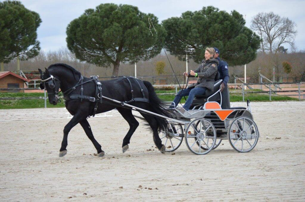 French dressage trainers get acquainted with driving