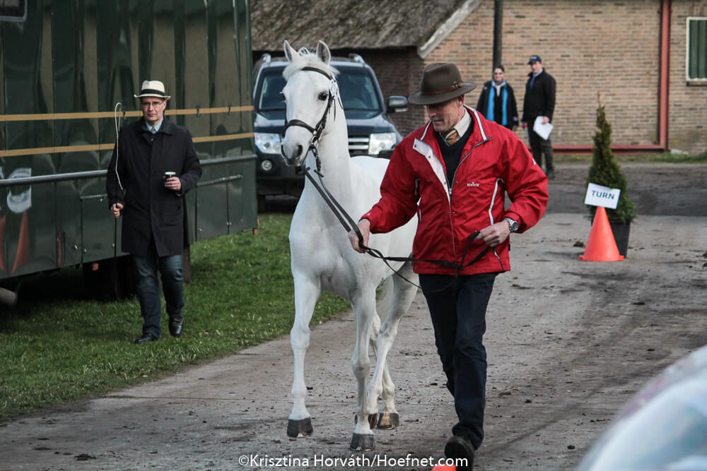 Exloo 2017: horse inspection