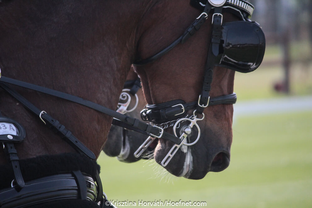 Corona having a major impact on equestrian sport