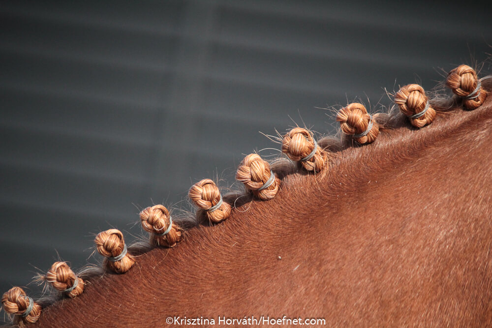 Tip: schors je paardenvrachtwagen tijdens de coronacrisis