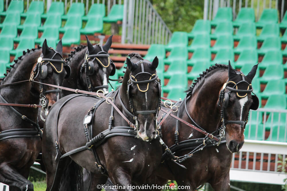 Fábiánsebestyén 2017: dressage