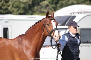 Windsor 2017: horse inspection