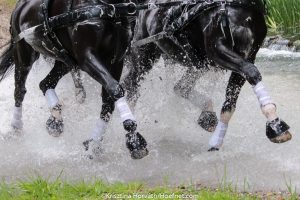 KNHS en FNRS in overleg over nieuwe maatregelen voor paardensport