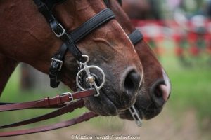 Donau Alpen Pokal 2018 abgesagt