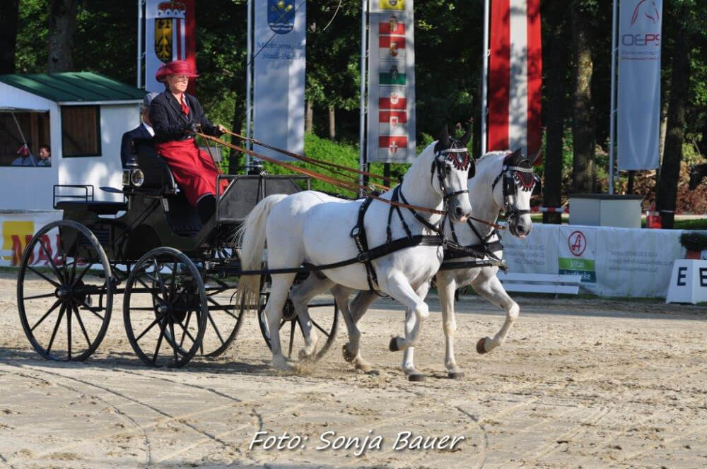 Stadl Paura 2017: dressuur