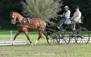 Elsegem 2017: dressage