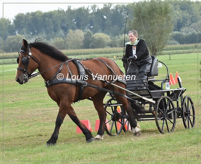 Elsegem 2017: vaardigheid