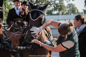 Transfer-up Programme for FEI Driving Level 1 Stewards available