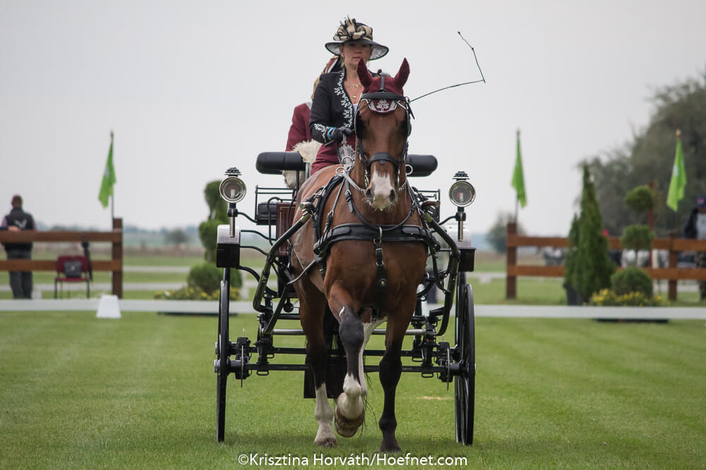 Izsák 2017: dressage