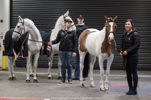 London Olympia 2017: horse inspection