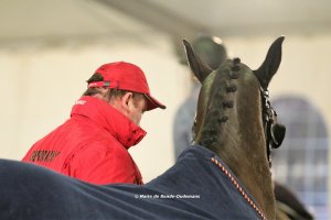 Mechelen 2017: horse inspection