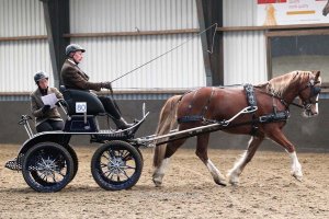 Districtskampioenschap West-Indoor mennen dressuur Zwartewaal