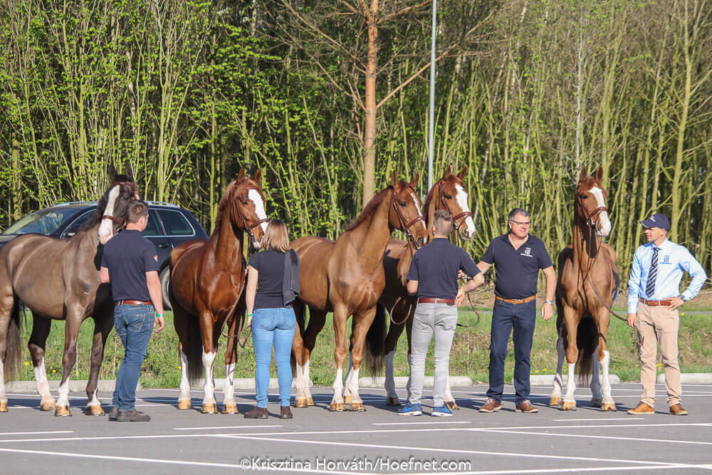 Kronenberg 2018: horse inspection