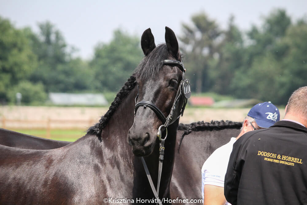 Valkenswaard 2018: horse inspection