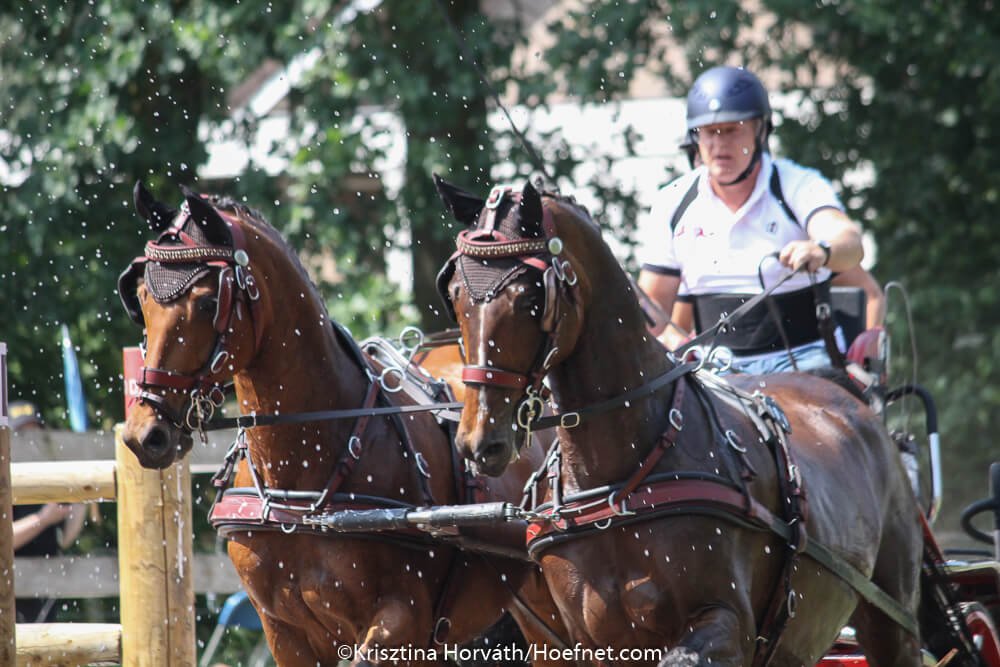 Dutch Harness Horses to be featured in Valkenswaard - DVI - Driving  Valkenswaard International