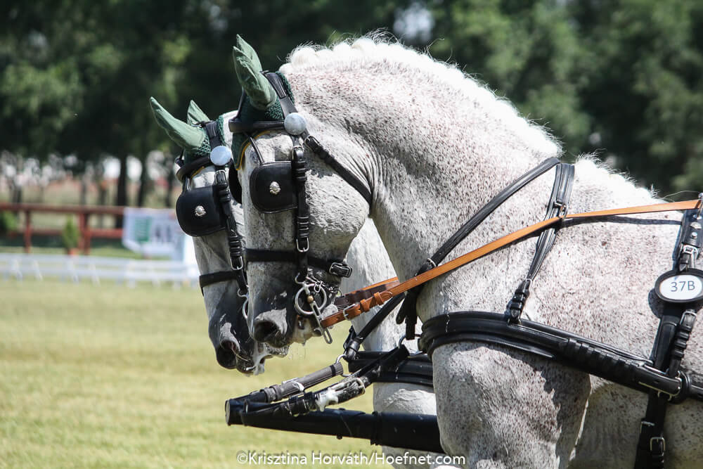 Mélykút 2018: Dressage Friday