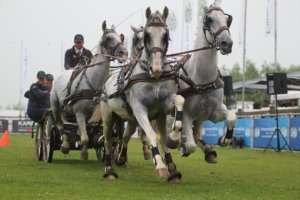 Nieuwe kleur indoorpaarden voor Koos de Ronde