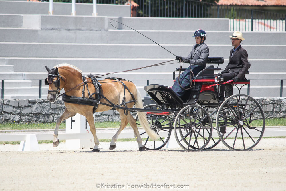 Lipica 2018: dressage Thursday