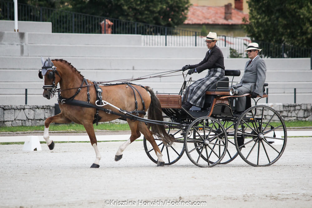 Lipica 2018: dressage Friday