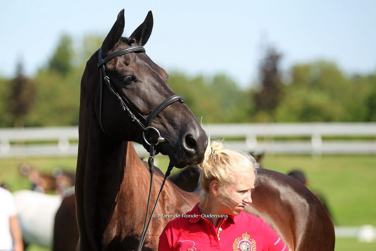 Aachen 2018: horse inspection