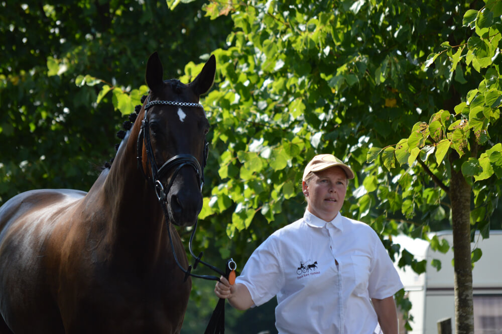 Danish Championships Dorthealyst 2018: horse inspection