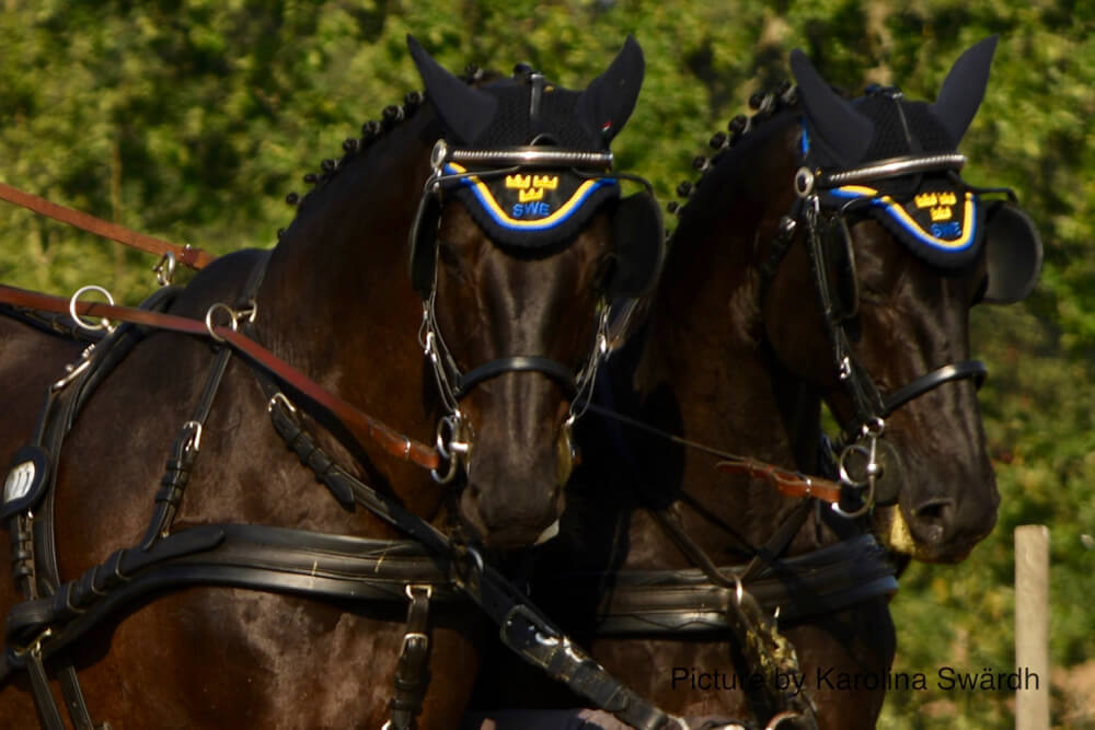 Swedish Championships Skogsborg 2018: dressage