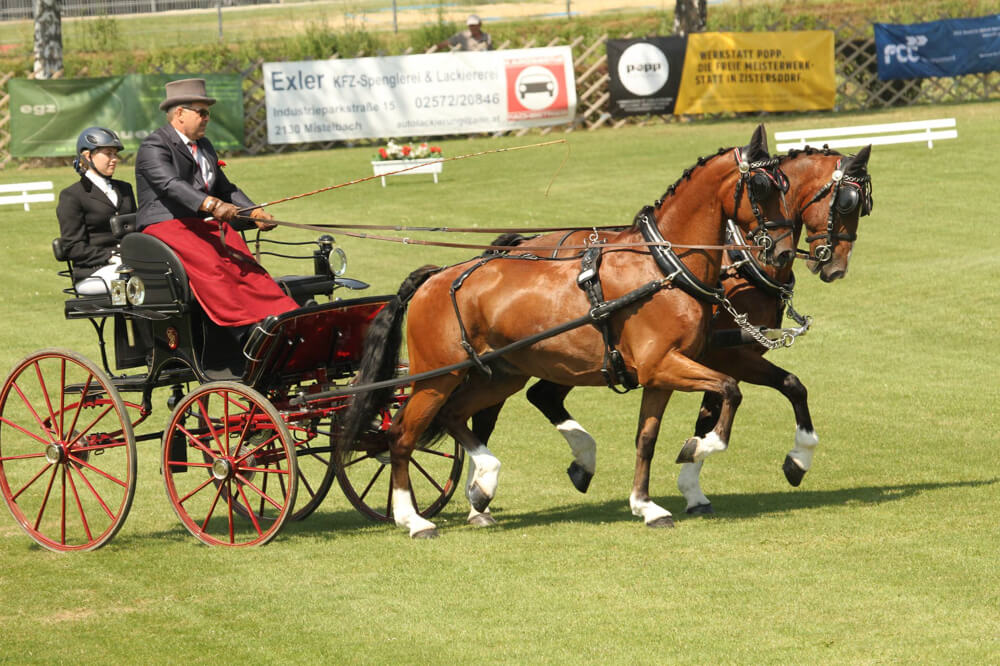 CAN & Austrian Pony and Horse Pair Championships Zistersdorf: impression