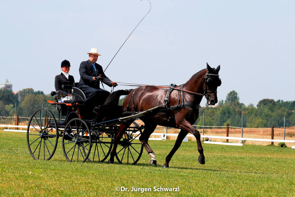 German Single Driving Championships Schildau 2018: dressage