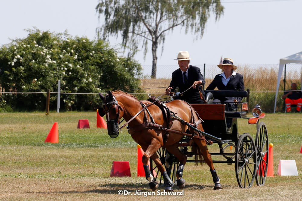 German Single Driving Championships Schildau 2018: cones