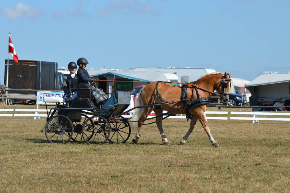 Danish Championships Dorthealyst 2018: dressage Thursday