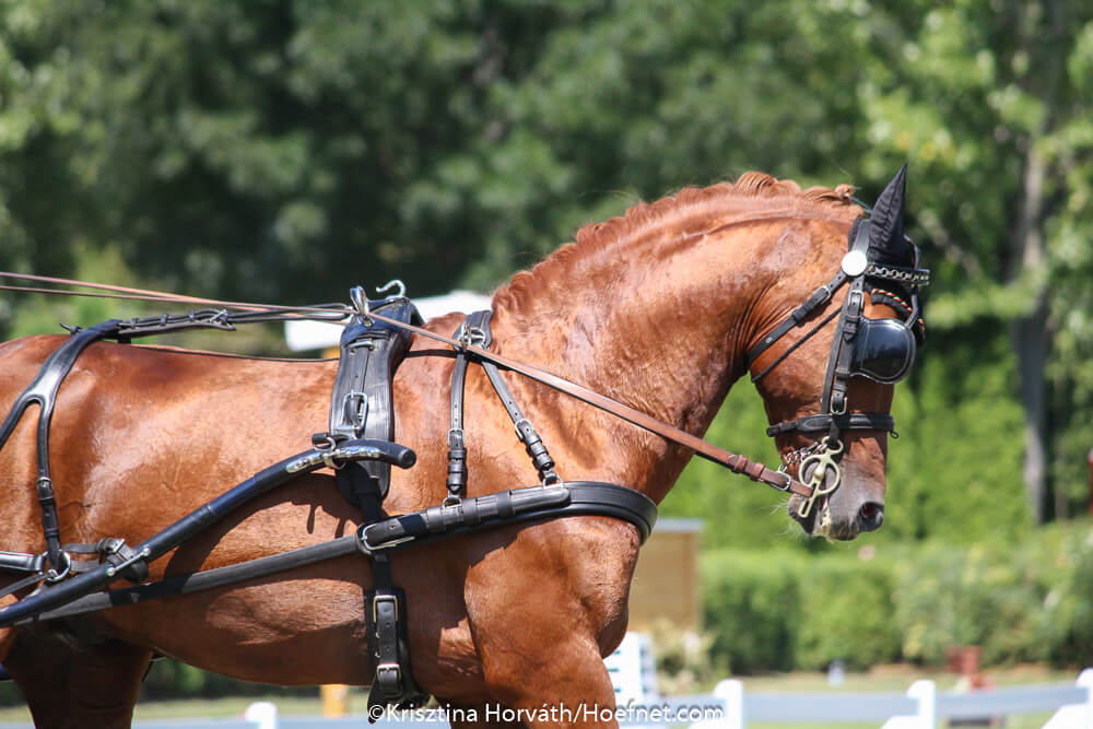 European Youth Driving Championships and World Para Driving Championships 2020 postponed to 2021