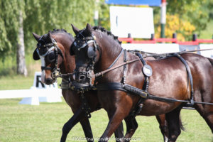 Terminänderung WM Ponyfahrer Kisbér-Ászár 2019