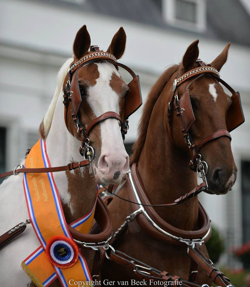 NK Traditioneel gerij 2019 in Diepenheim