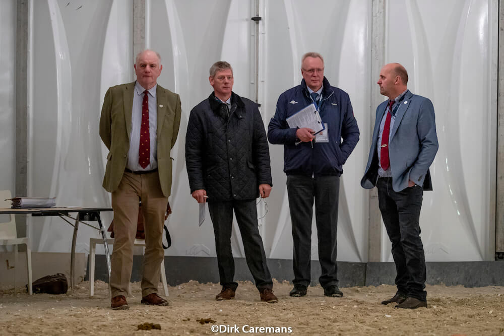 Mechelen 2018: horse inspection