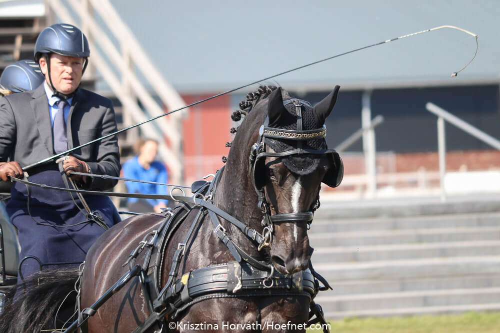 Paard in the picture: Dandy Jane