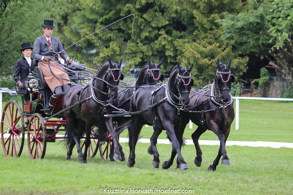The best breeds for driving part 4: Arabo-Friesians