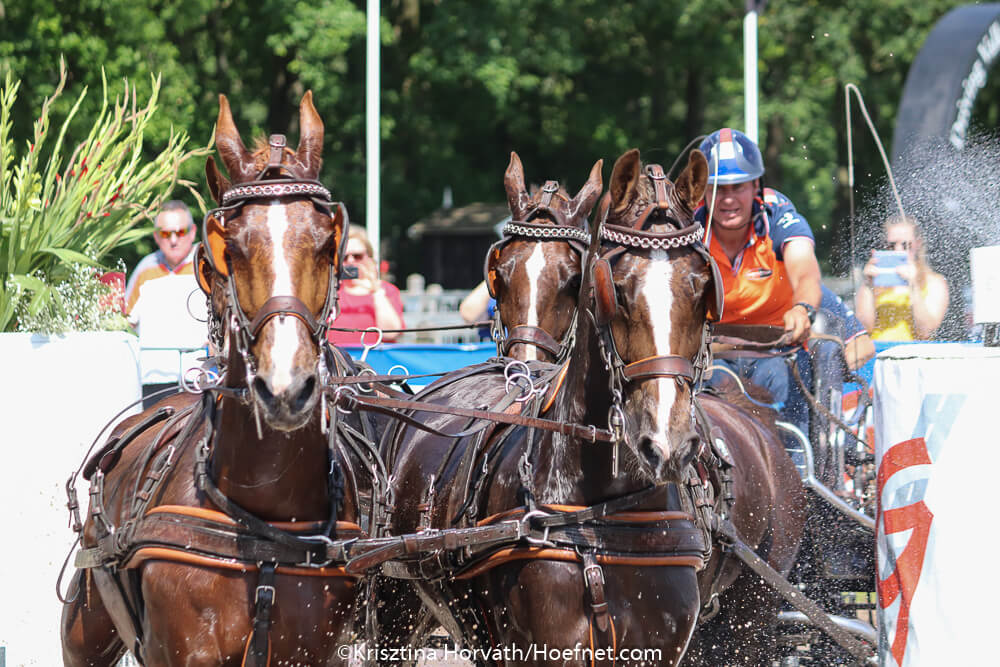 Dutch Harness Horses to be featured in Valkenswaard - DVI - Driving  Valkenswaard International