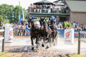 De beste menrassen voor de vierspansport deel 1: KWPN-paarden