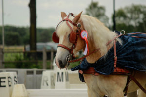 Foto impressie Haflinger-Event Manege Meulendijks