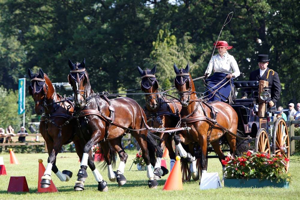 Riesenbeck 2019: vaardigheid