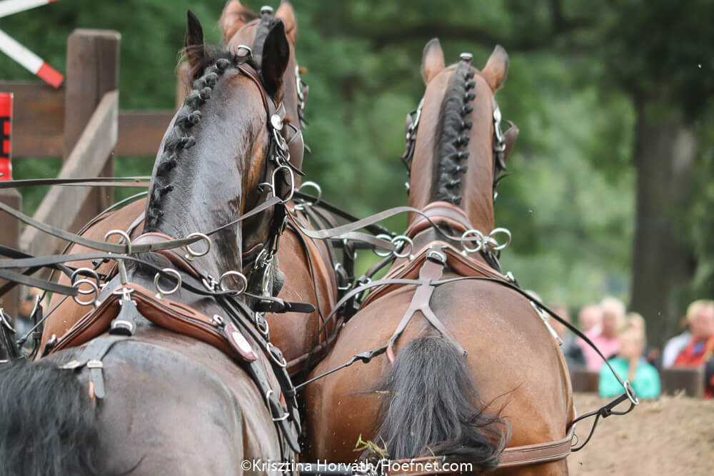 Van der Wiel Harness forced to stop production - Hoefnet nieuws over in- en  outdoor menwedstrijde