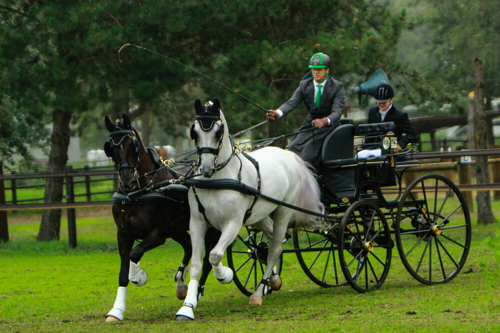 Ysselsteyn 2019: vaardigheid